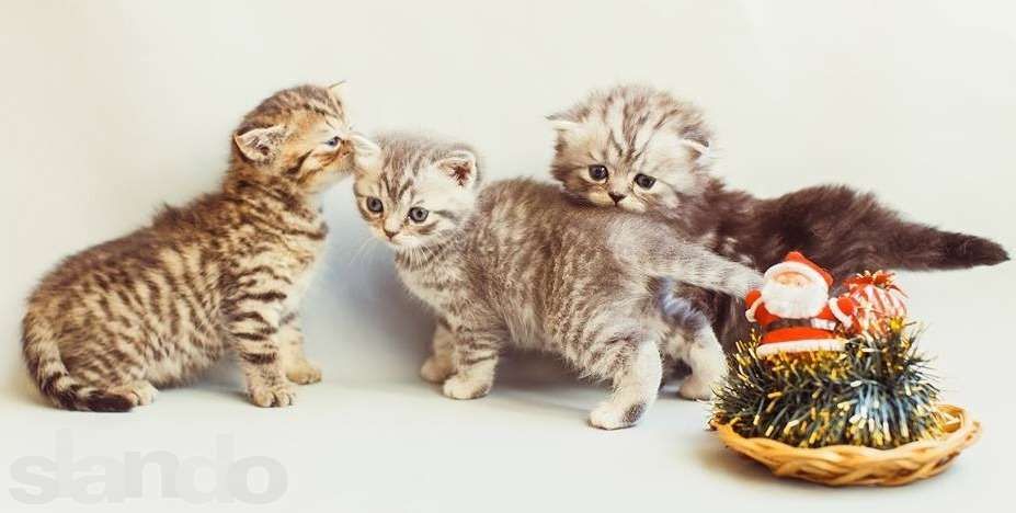 Роскошная породистая скоттиш-страйт девочка нарядного окраса,ШОУ данны