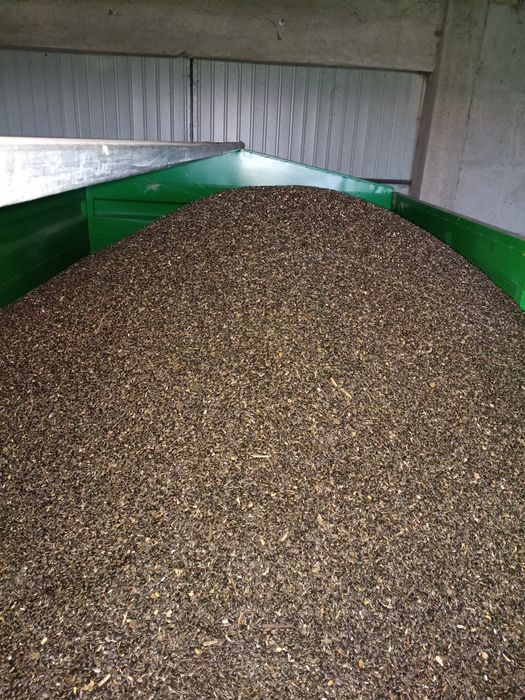 Słonecznik, ziarno slonecznika