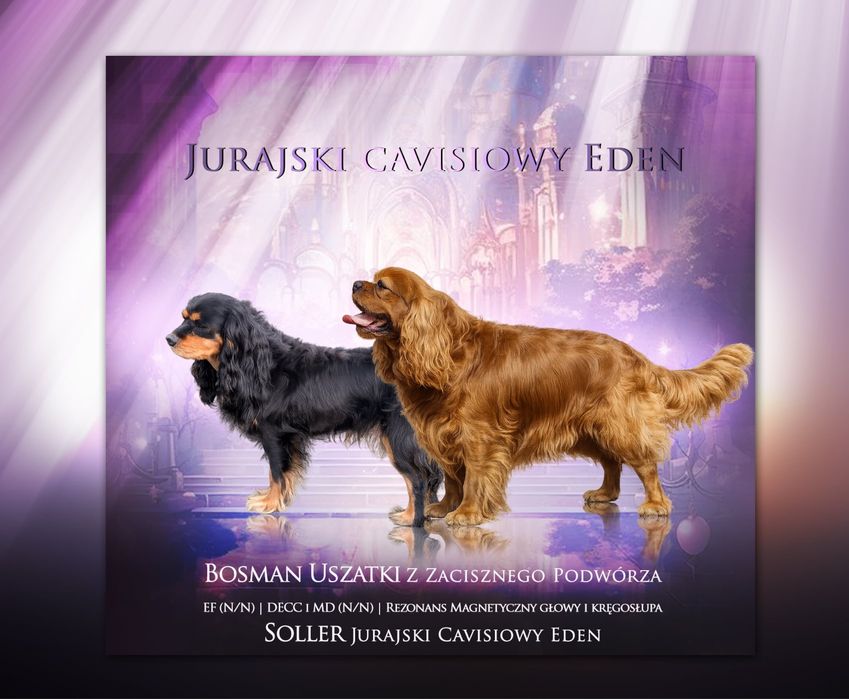 Zapowiedz miotu Ruby i Black & tan