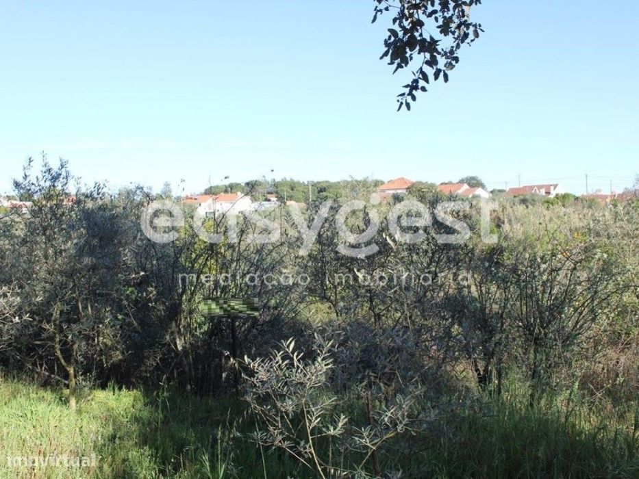 Terrenos com área total de 11080m2 maioritariamente Pinhal