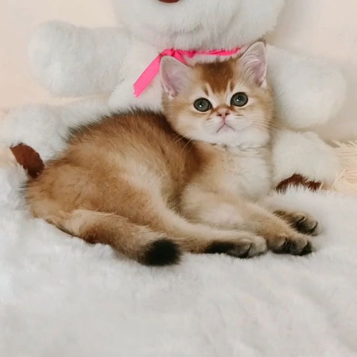 Миниатюрная британская красотка