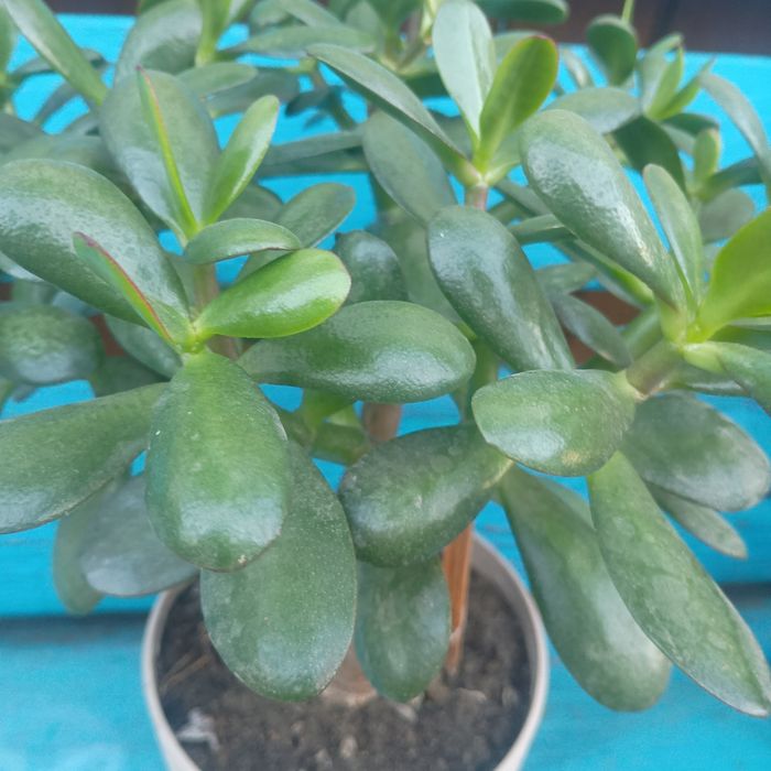 Товстянка грошове дерево красула