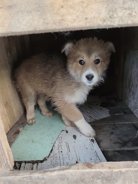 Отдам щенков в добрые руки