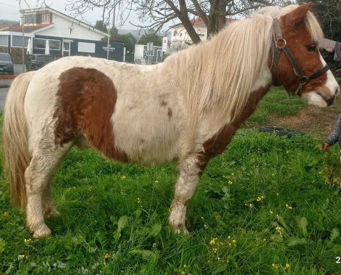 Pra venda poni com 8 anos