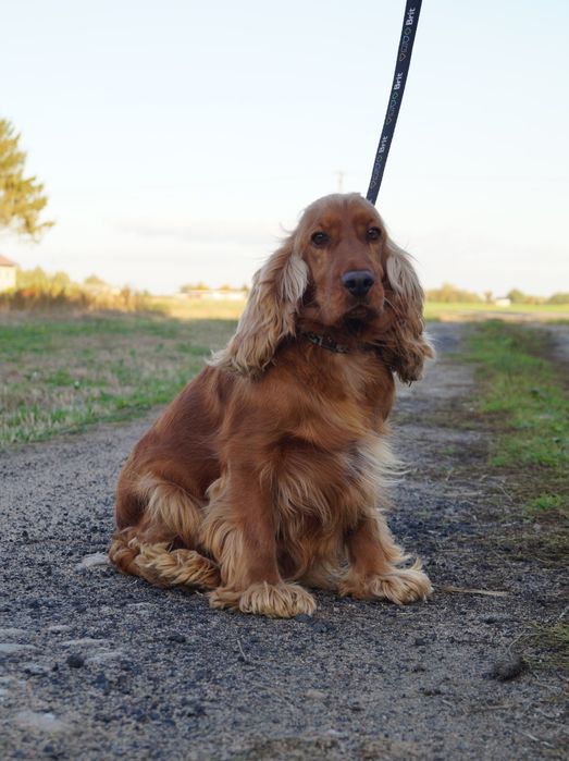Cocker Spaniel angielski Suczka