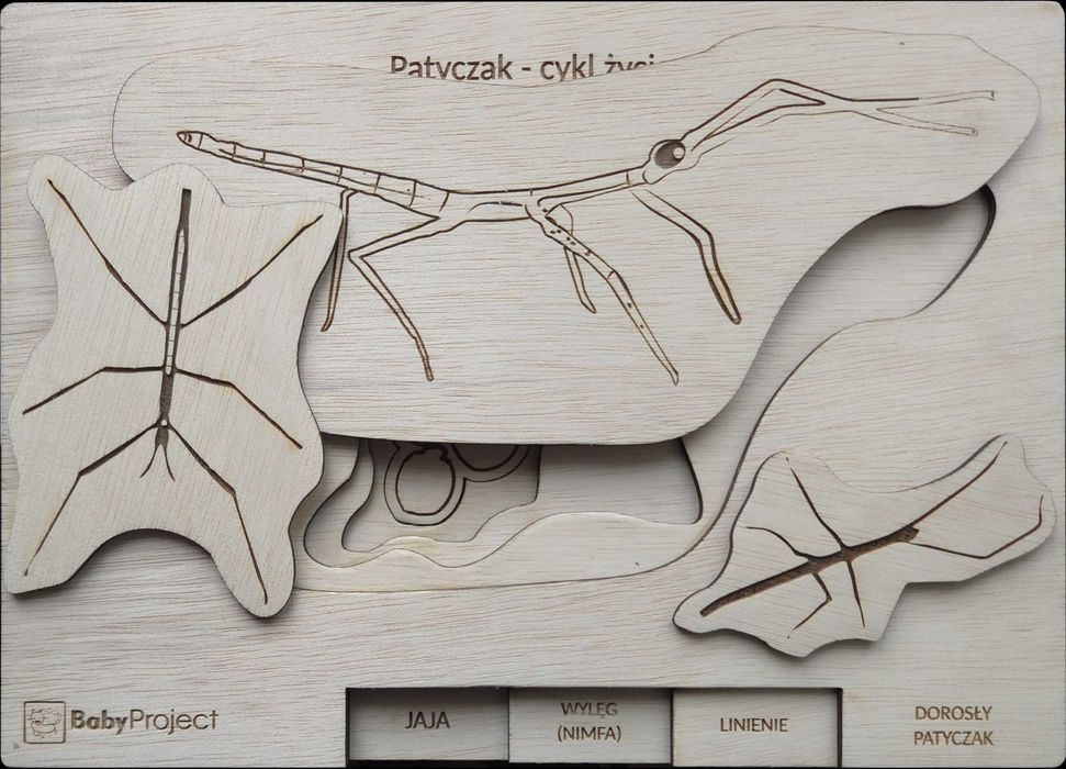 Tablica edukacyjna - puzzle "Cykl życia patyczaka"