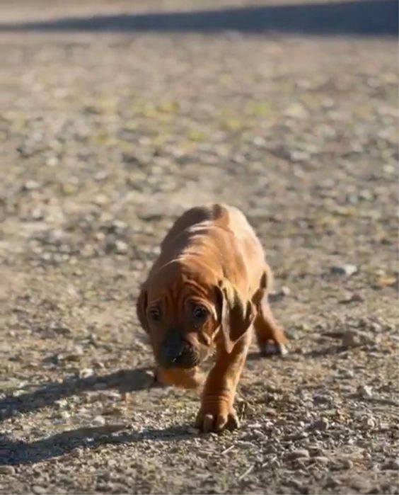 Leao da rodesia 2 meses