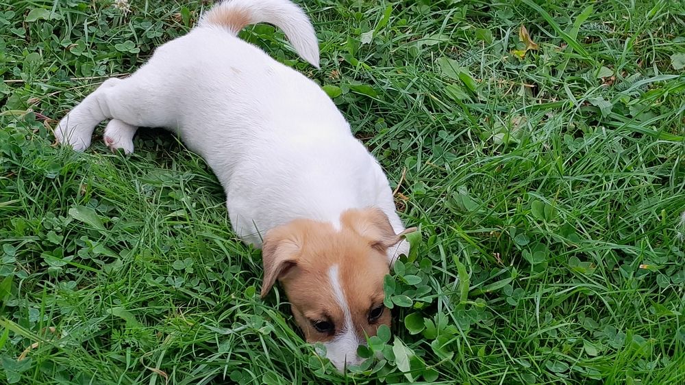 Jack Russell Terrier