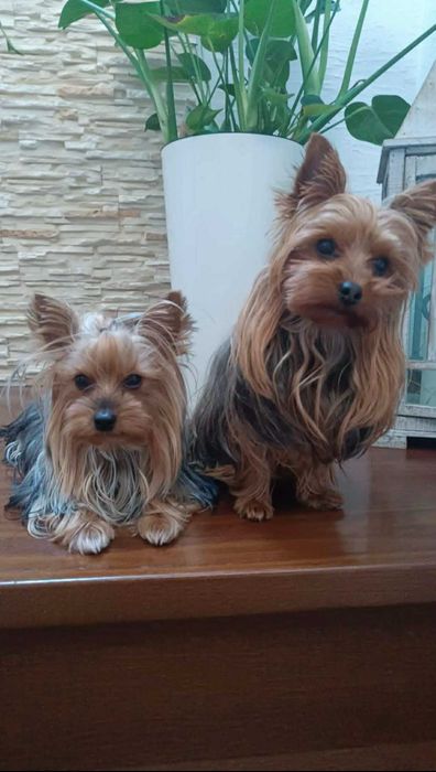 Yorkshire terrier