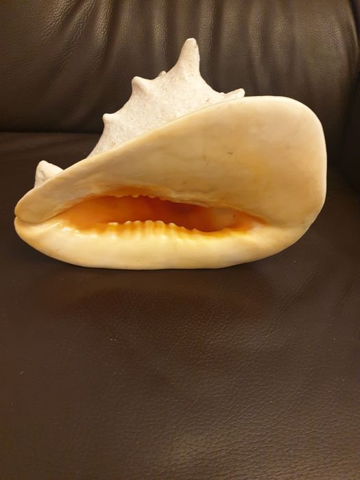 Búzio de ceramica
