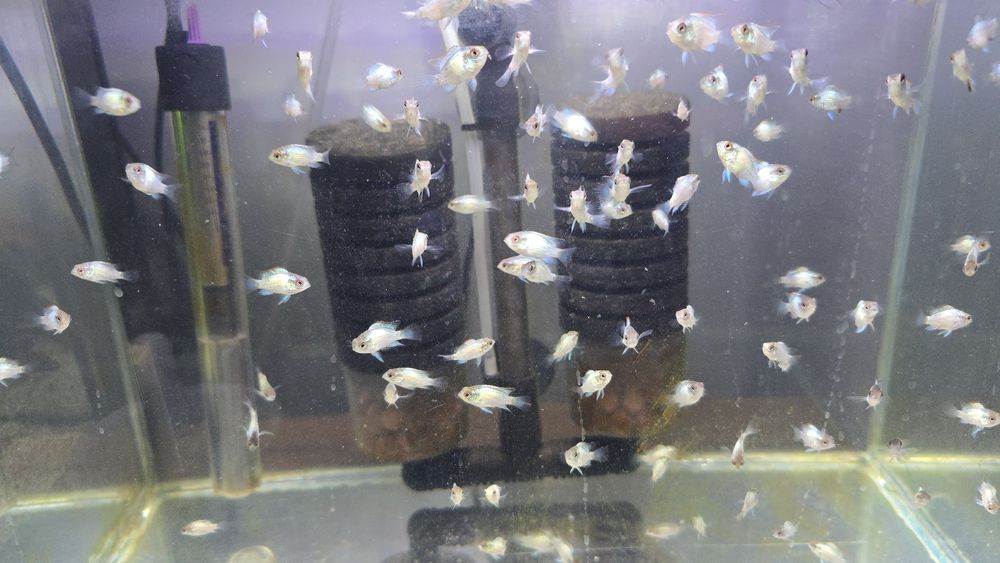 Młode akary Blue Electric od 2-3cm