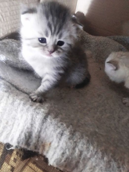 Шотландские котята