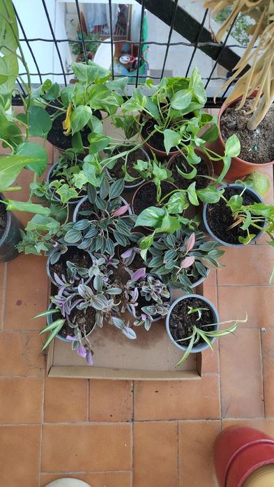 Plantas à venda, Diferentes tipos com recipiente de plástico