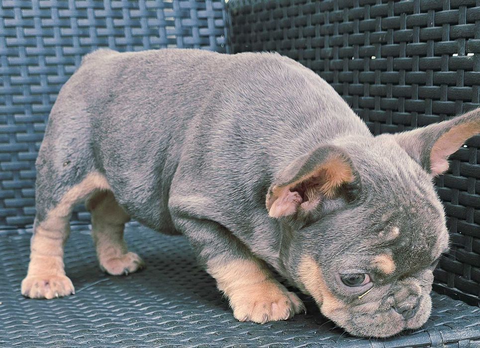 Bulldog francês Macho cor Blue And Tan