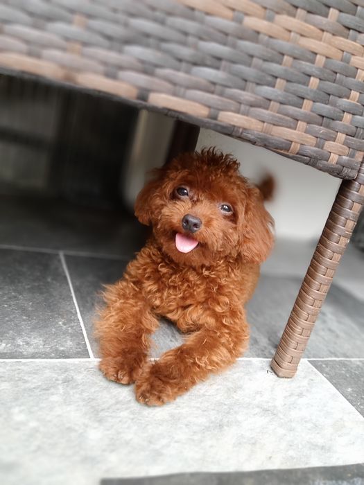 В'язка той-Пуделя.