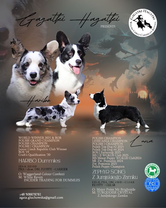 Welsh Corgi Cardigan FCI