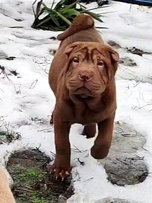 Цуценя шарпея , шоколадна дівчинка