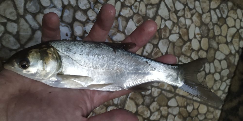Narybek kroczek tołpygi tołpyga inne ryby do stawu i oczka