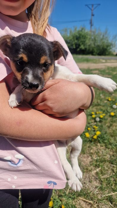Szczeniak jack russel terier