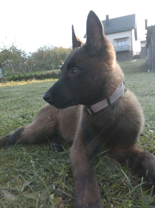 Продам чистокровну собачку