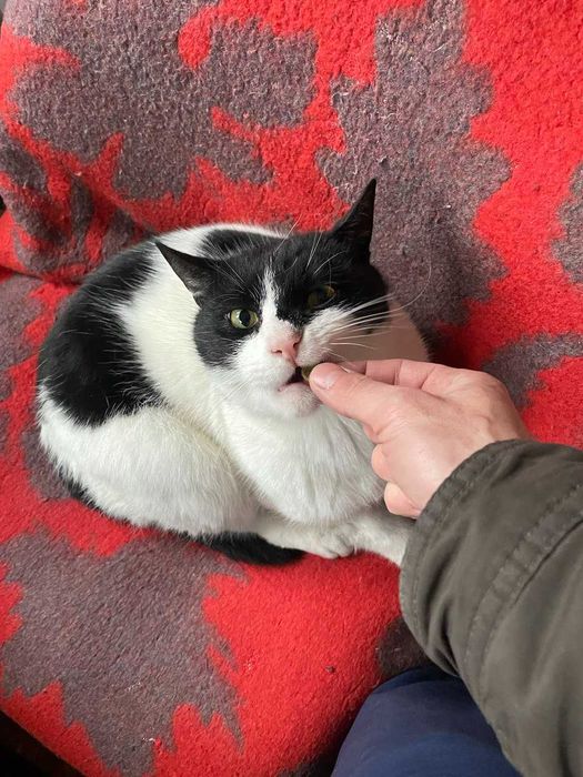 Нашелся кот  " Batman "
