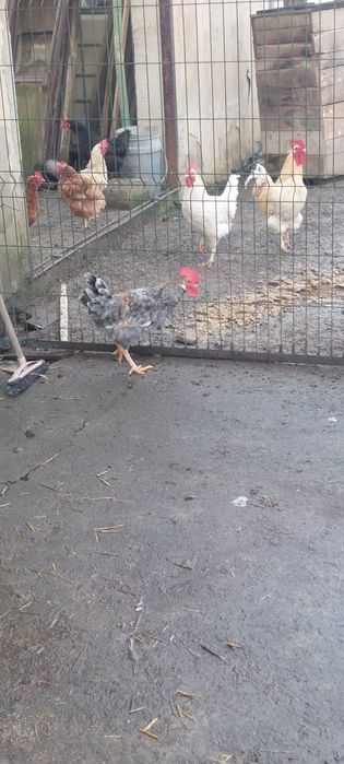 Koguty z własnej hodowli