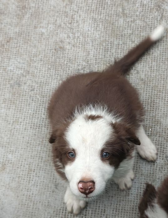 Border collie fêmea chocolate olhos verdes