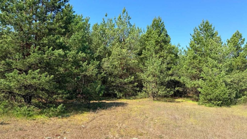 Масив землі в Феневичах серед малівничого лісу!!!