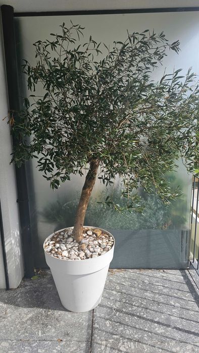 Oliveira de 7 anos plantada em vaso grande - Está a dar azeitonas