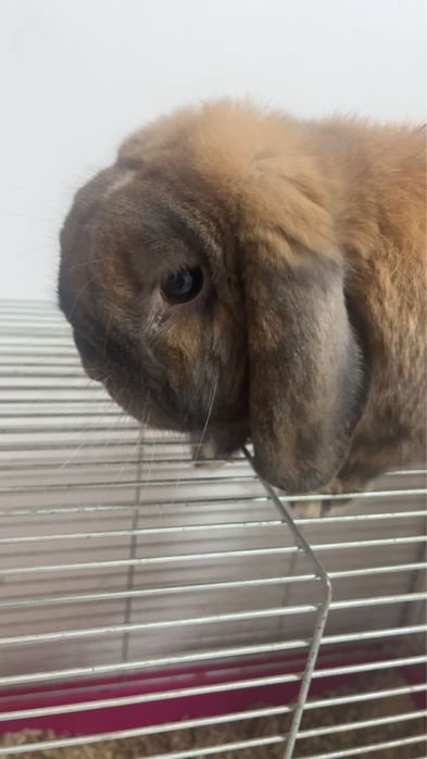 rodowodowy Mini Loop