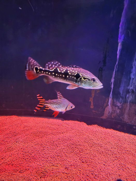 Gurami Red tail 15cm