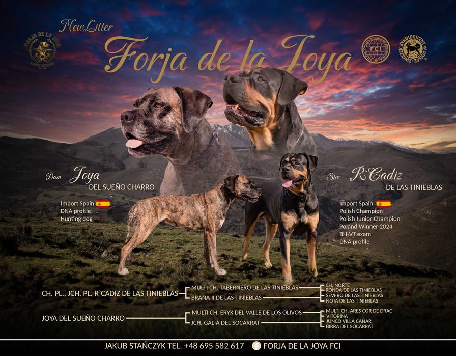 Alano Espanol, Alano Español, jedyny miot w Polsce! FCI ZKwP