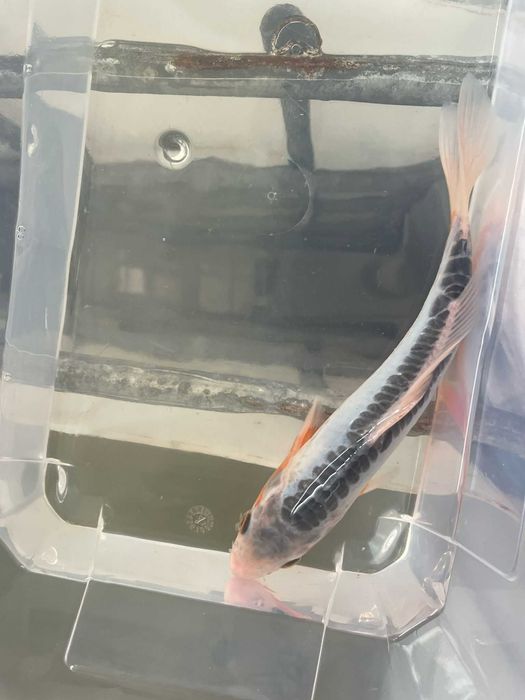 Carpa Koi Shusui – Seleção 15/18cm