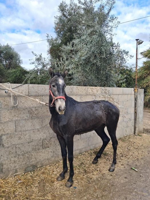 Poldro PSL pais pontuados