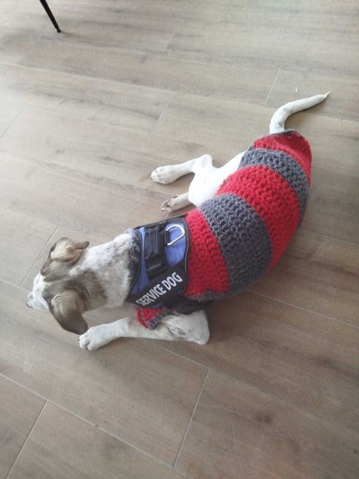 Cão para adopção Gratis