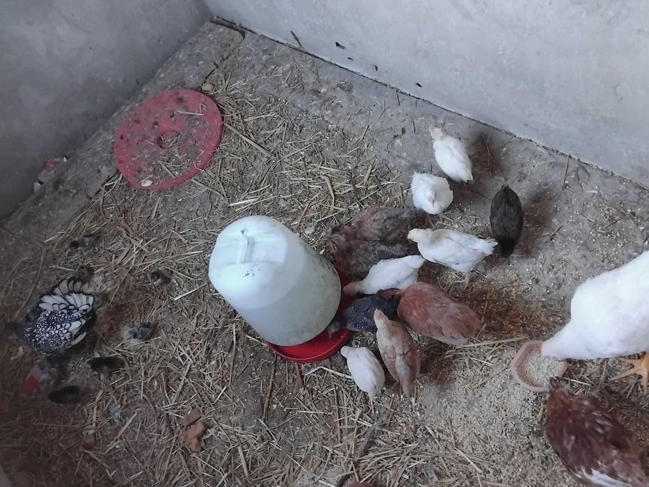 Galos e pintos machos de várias raças e idades