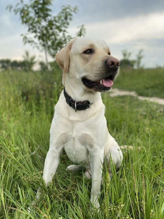 Кабель ищет невесту для случки