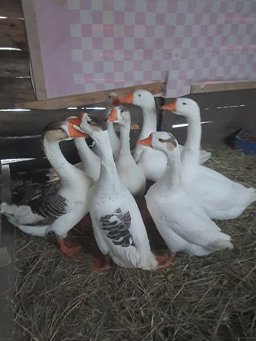 Продам инкубаційні яйца гусей!