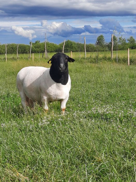 Вівці породи Дорпер