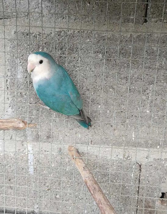 agapórnis rosicollis azul