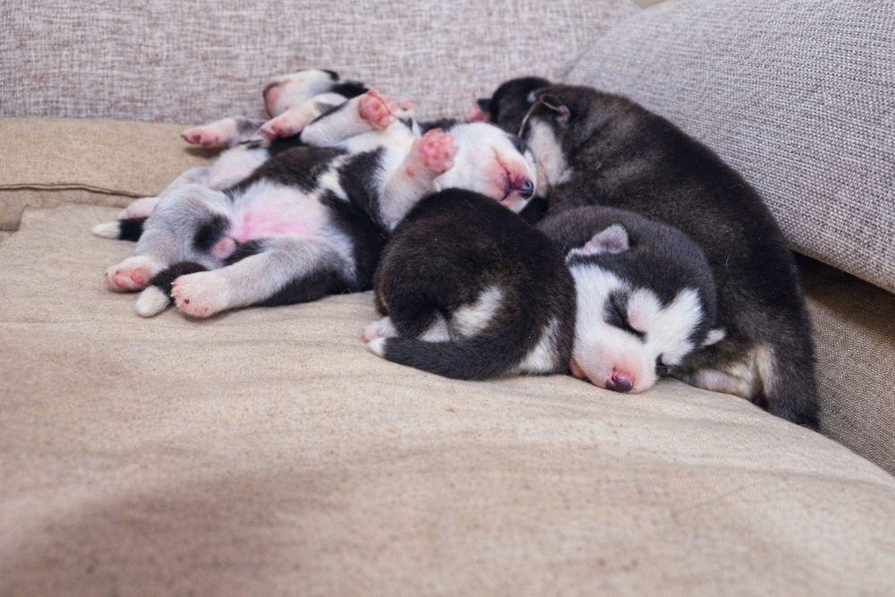 Szczeniak Siberian Husky rodowód ZKwP FCI Champion Puppy Pedigree