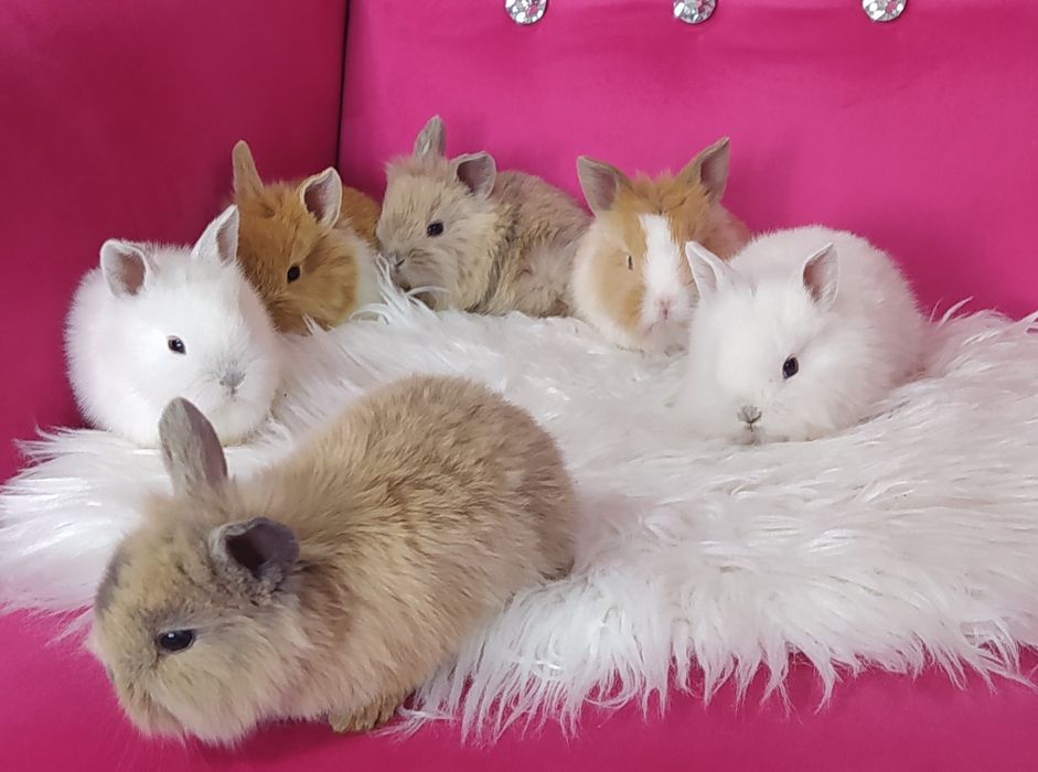 Króliczki miniaturki karzełki
