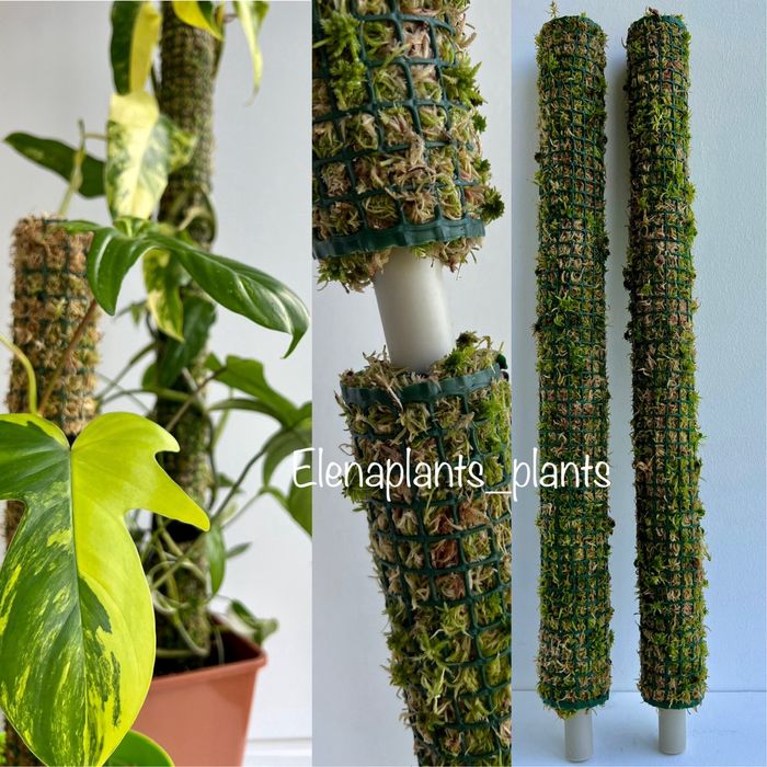 Живой мох, опоры для растений