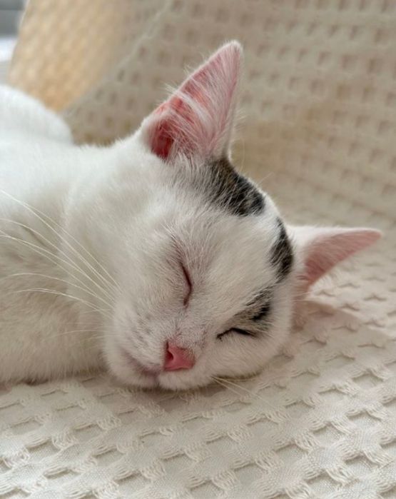 Kocurek Irysek szuka domku