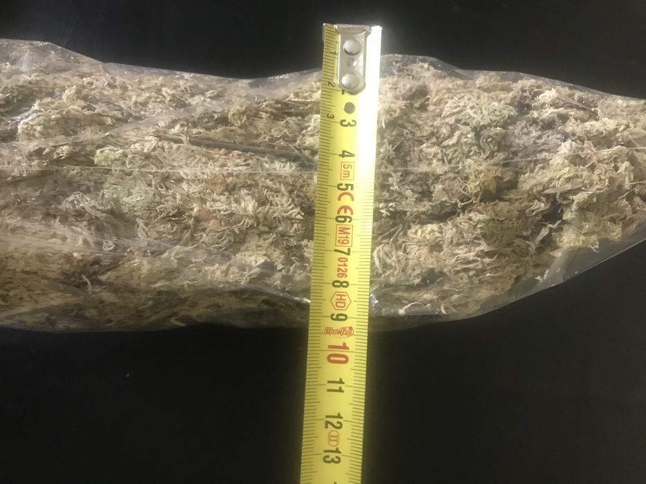 Musgo esfagno do Chile