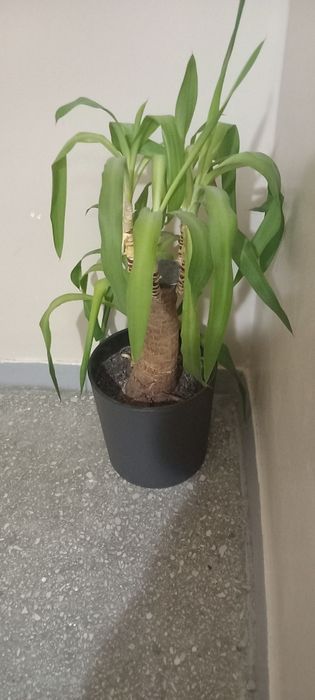 Juka podwójna w doniczce