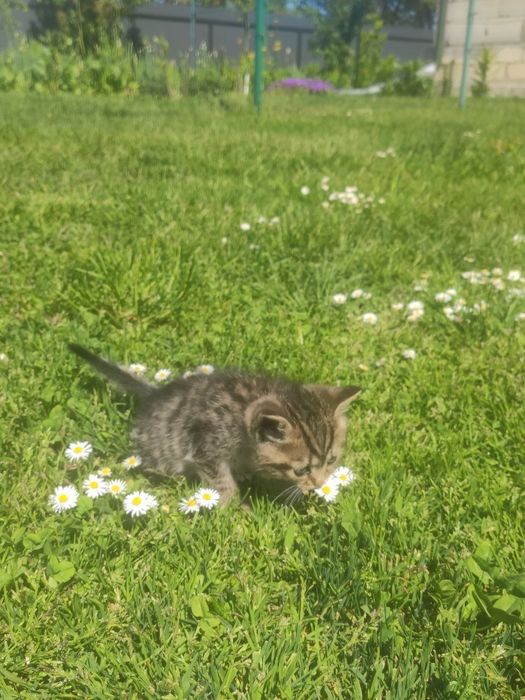Миле кошеня дівчинка в добрі руки