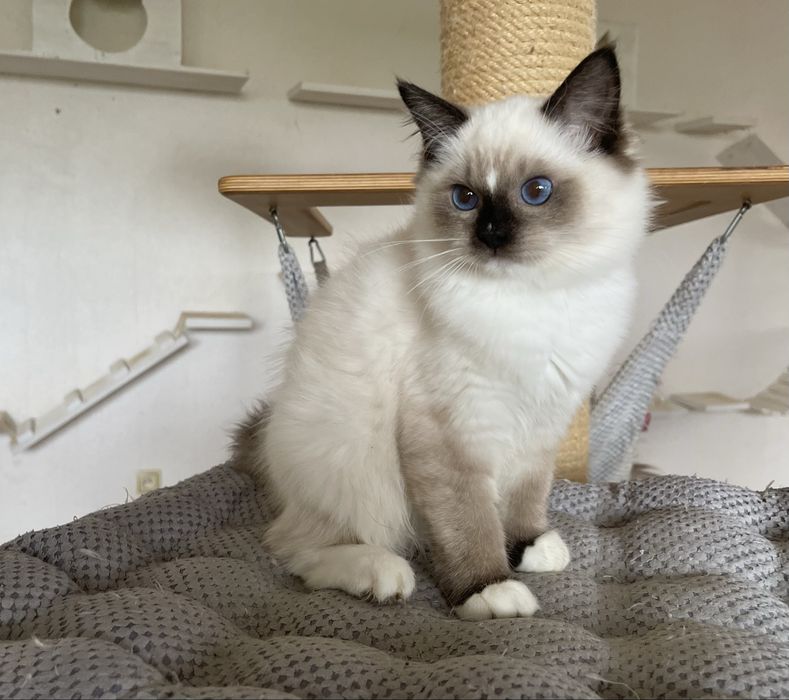 Kocurek Ragdoll Cenzo  seal mitted, rodowód FPL