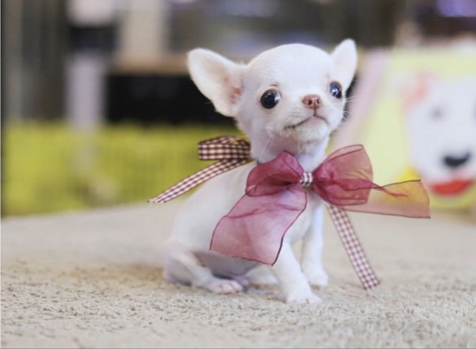 Чихуахуа МИКРО teacup разные окрасы