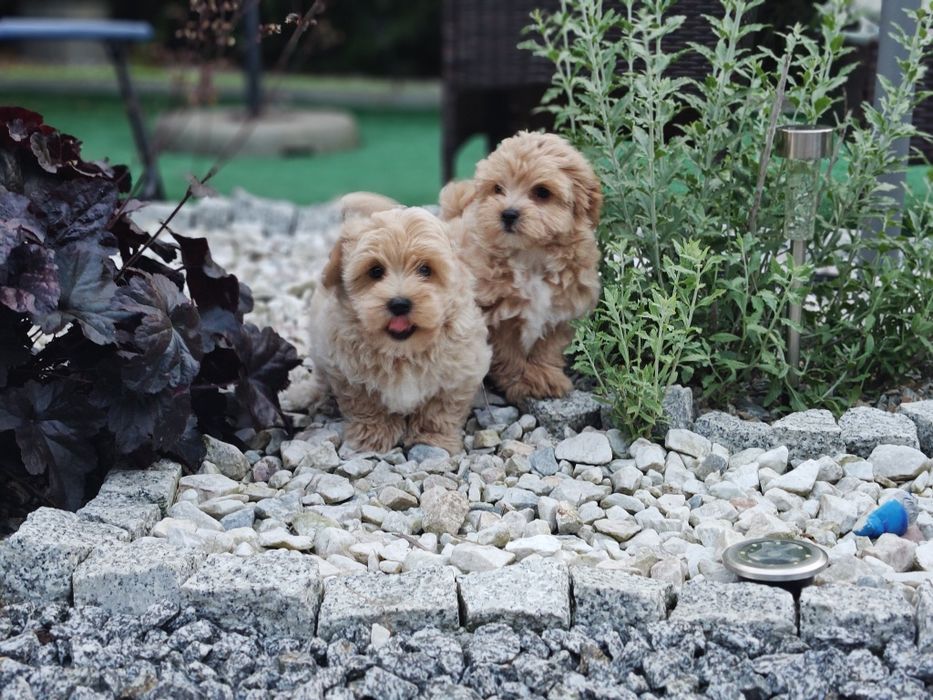 Maltipoo z metryką